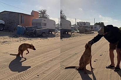 Cadela se arrasta em busca de carinho sem saber que aquela seria a última vez que precisaria implorar por afeto