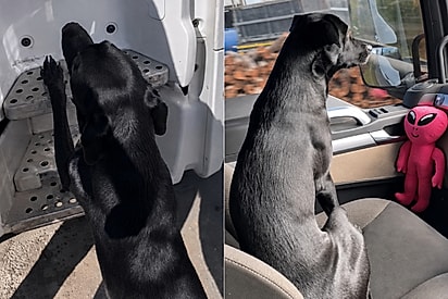 “Maria Óleo Diesel”: Cãozinho resgatado não pode ver caminhão que já quer pegar a estrada.