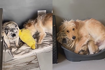 Às vezes tudo que você precisa é de um cachorro para seu cachorro: Pet ganha irmão e reação chama atenção