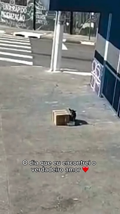 A cachorrinha estava abandonada debilitada.