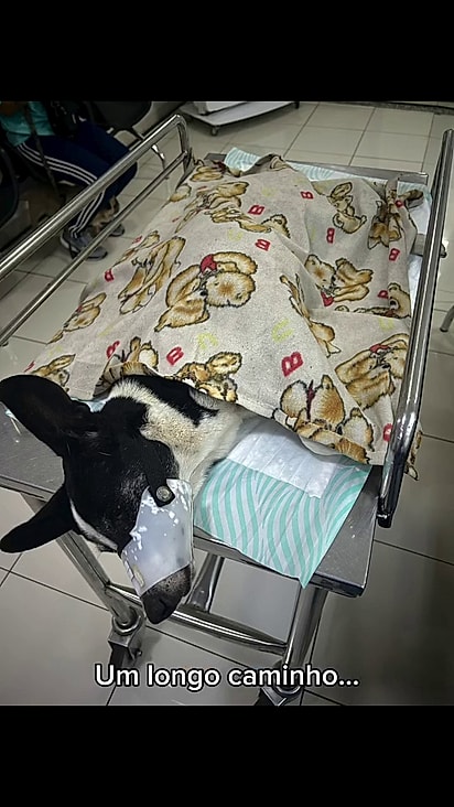 Valéria não desistiu da cachorrinha.