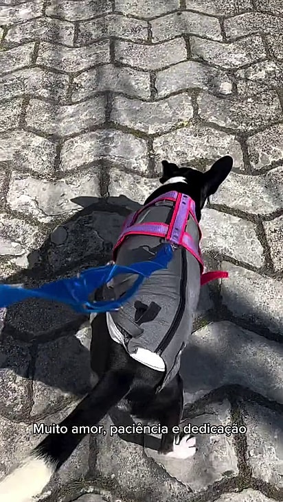 O amor da tutora salvou a pet.