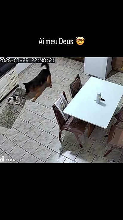 O cão ficou eufórico com a visita do gato.