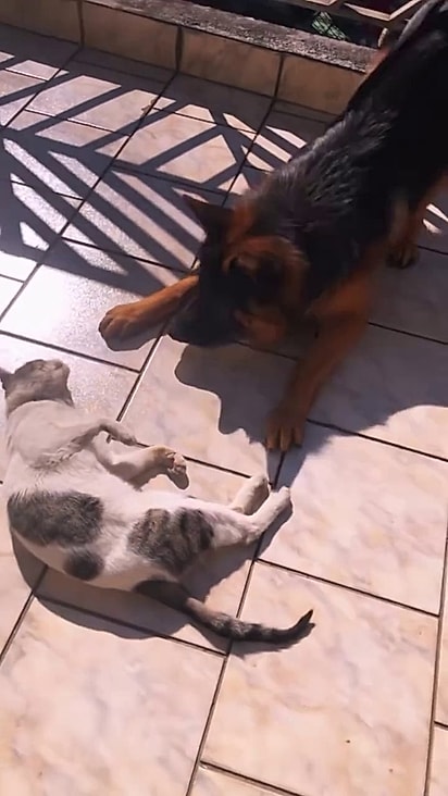 O felino não tem medo do pastor alemão.