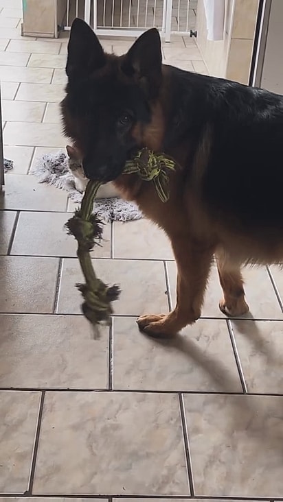 Odin sempre tenta fazer o gato brincar com ele.