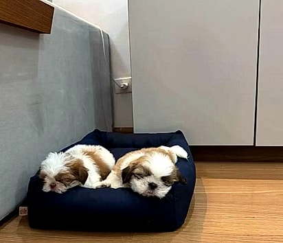 Renan decidiu presentear Cíntia com dois filhotes para trazer um pouco de alegria aos seus dias.