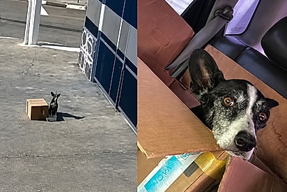 O dia que encontrei meu grande amor: Mulher vê cão sem movimentos na calçada e muda sua vida para sempre