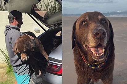 Família dirige por 20 horas para comemorar aniversário de cão idoso em seu lugar favorito: “Ele merece”