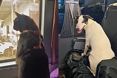 9 cachorros, 9 gatos e 4.000 km: Família freta ônibus para poder se mudar com a família completa e o gesto chama atenção