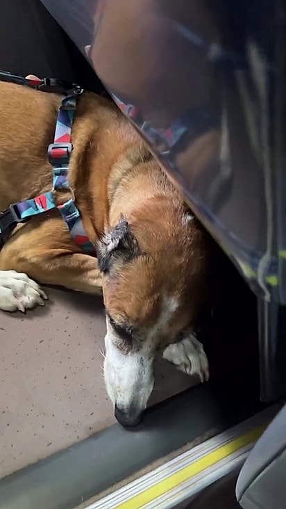 Os cães passaram por adestramento.