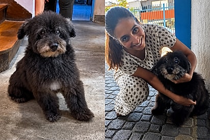 “Nunca perdeu a esperança”: Cão mais velho do abrigo é adotado aos 12 anos após campanha especial.