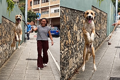 “Acha que é canguru”: Cachorrinha conquista a internet com pulos de alegria durante os passeios.