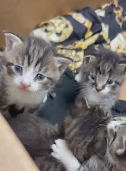 Os cinco gatinhos estavam dentro da caixa.