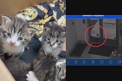 Funcionários de abrigo encontram caixa cheia de bebês na porta — e então checam as câmeras