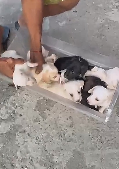 Justin foi resgatado com outros 10 cachorrinhos.