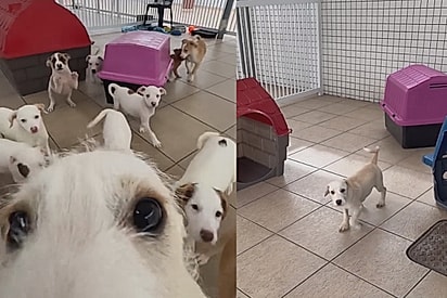 Cachorrinho que viu todos seus 15 ‘irmãozinhos’ serem adotados não entende por que ele foi o único a sobrar