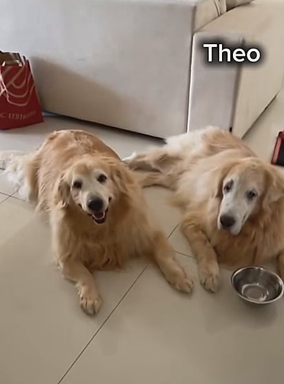 Chiquinha e Theo.