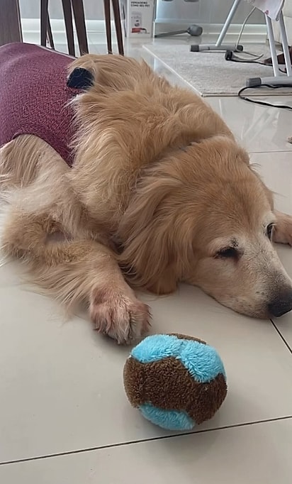 Chiquinha praticamente deixou de ser a cachorra alegre de antes.