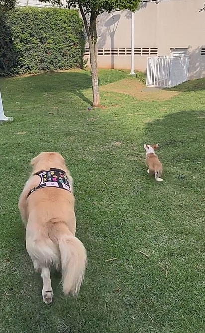 Chiquinha correndo atrás da bola com o irmão.