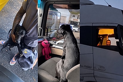 “Maria Óleo Diesel”: Cãozinho resgatado não pode ver caminhão que já quer pegar a estrada.