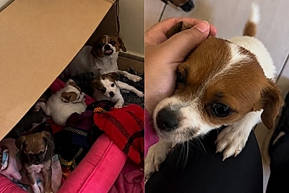 Cachorrinha Lila volta a sorrir após entender que seus filhotes estavam seguros em lar com cama quentinha.