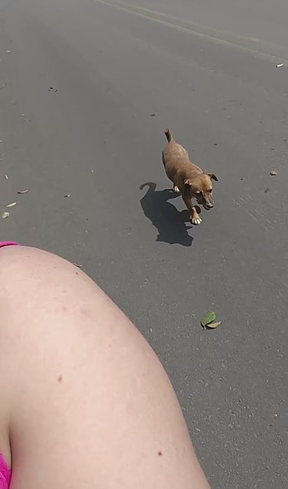 O cachorro insistia em acompanhá-la.