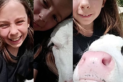 Mãe esse é o Bento: Menina ganha 50 reais e resolve voltar para casa com um bezerro de focinho cor-de-rosa