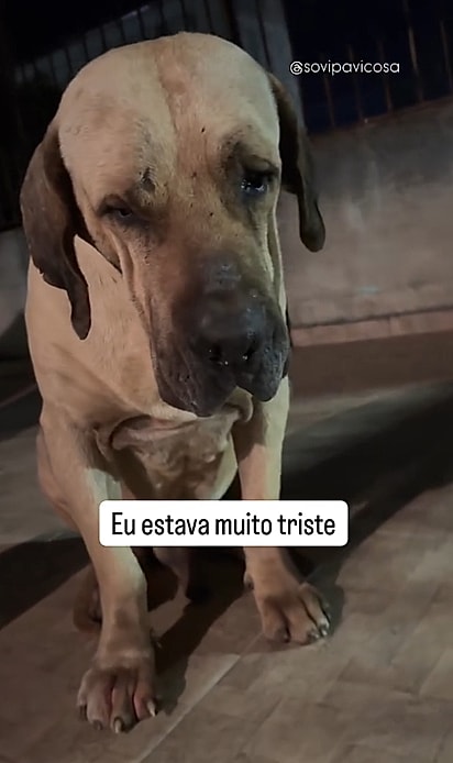 Golias ficou muito triste com o abandono.