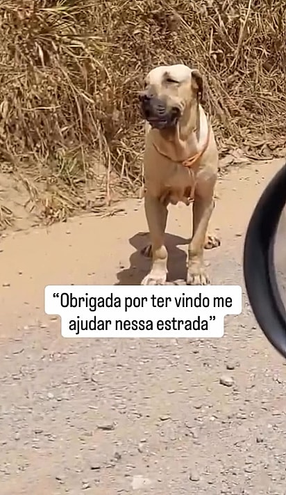 Golias foi abandonado à beira de uma estrada de chão.