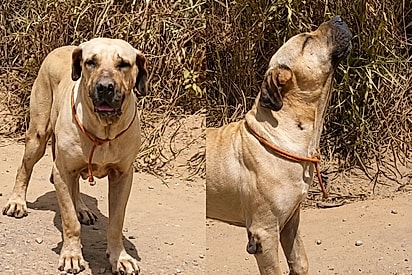 Por ser grande e idoso, ninguém notava cachorro que uivava há dias em estrada pedindo socorro - até que um bom coração resolveu agir.
