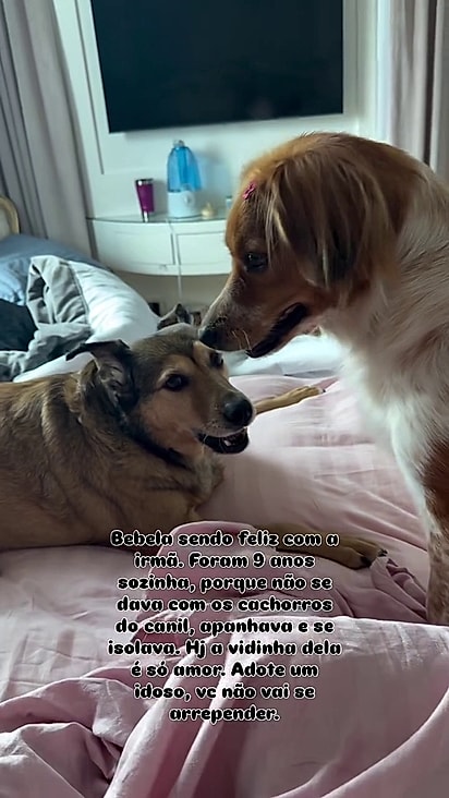 Mel vivia isolada e hoje adora as irmãs caninas.