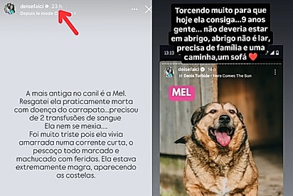 Restava apenas uma hora para o anúncio da protetora sair do ar quando Camila viu.