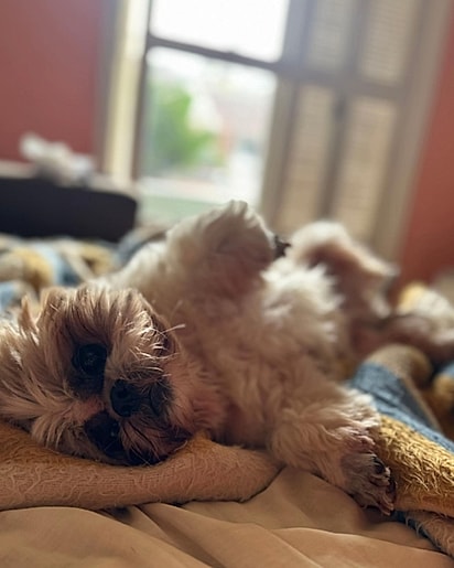 Rauf, um shih-tzu resgatado das ruas. 