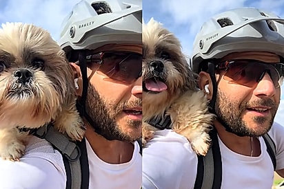 “Esse cachorro salvou a minha vida”: Shih-tzu aparece na pior fase da vida de tutor e muda tudo com sua companhia