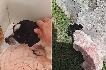 Cachorrinha que apareceu em casa sem pedir nada, apenas com as marcas de sofrimento, não imaginava que encontraria ali a família perfeita
