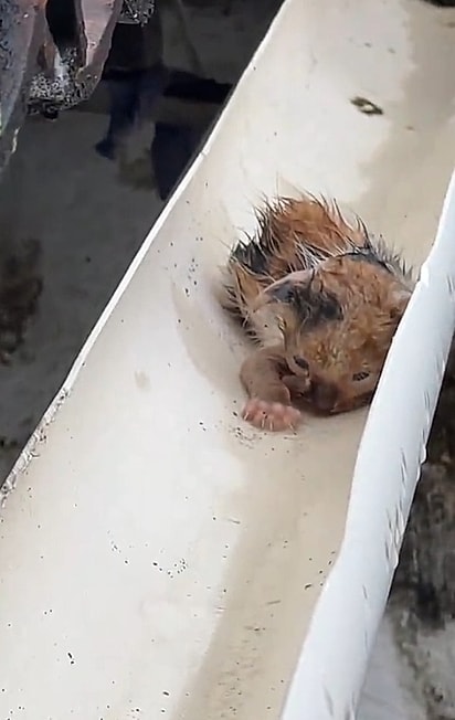Guilhreme encontrou a gatinha na calha do seu telhado.