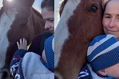 Égua protege bebê da aproximação de outros cavalos e gesto emociona mãe: Ninguém mexe com esse bebê