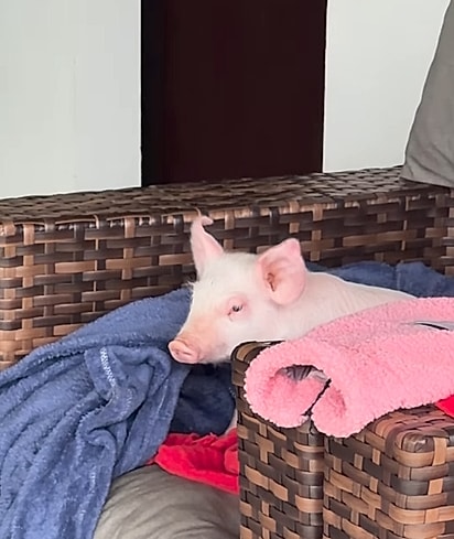 Peppa gosta de dormir em sua poltrona.