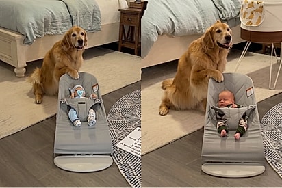 “A melhor babá”: Antes do bebê nascer, casal prepara golden para nova rotina - e ela leva missão a sério.
