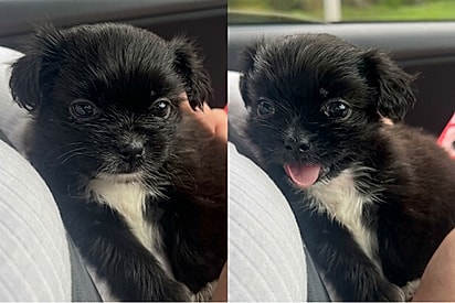 “Só a minha ficou assim”: Tutora adota shih-tzu e se surpreende com transformação da filhote.