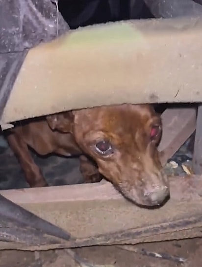 O cãozinho estava escondido embaixo do sofá. 
