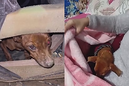 O sofá não mudou, a vida dele sim: Cão encontrado se escondendo dentro de móvel velho, agora dorme em coberta quentinha