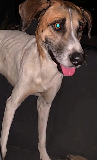 Rambo foi resgatado das ruas há cerca de um ano e meio.