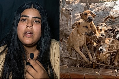 Depois de 12 anos na proteção animal, voluntária recebe pedido de adoção que nunca havia recebido