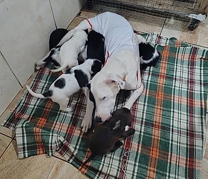 Zara cuidando dos bebês. 