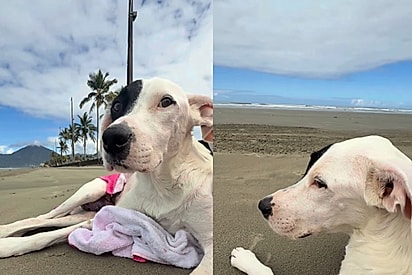 Não achei justo ela não conhecer o mar: Sem saber quanto tempo cachorrinha ainda teria, protetora decide levá-la à praia