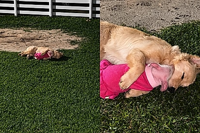 Nasceu porca, mas decidiu ser cachorro: Peppa adota golden como irmã e vida no sítio nunca mais foi a mesma