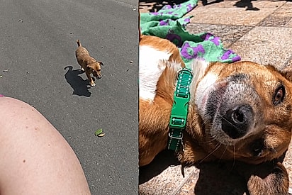 Ao sair para caminhar num domingo, ela jamais imaginou que o cão que a seguiu mudaria sua vida para sempre