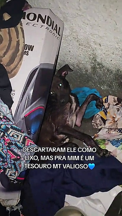 Ele foi descartado em meio ao lixo.