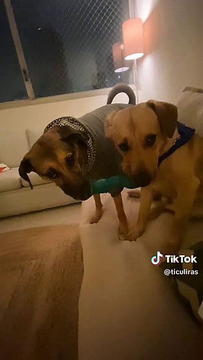 O cão aprendeu a brincar após ser resgatado.